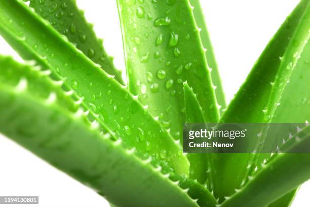 aloe vera plant - aloe slices stock pictures, royalty-free photos & images