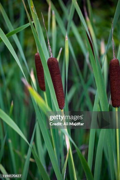 3,651 Typha Species Stock Photos, High-Res Pictures, and Images - Getty ...