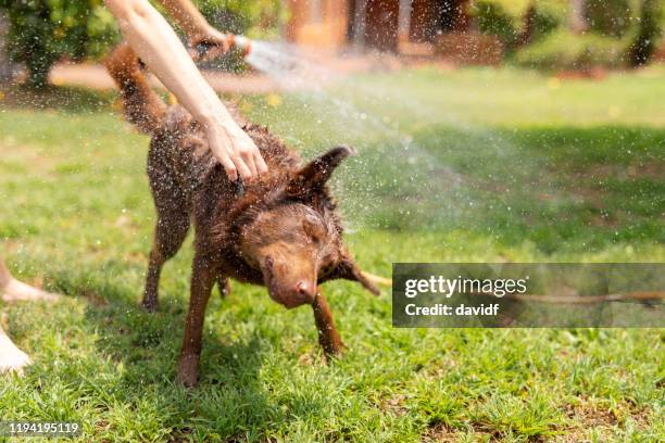 洗濯後に水を振る犬 - wet hose ストックフォトと画像