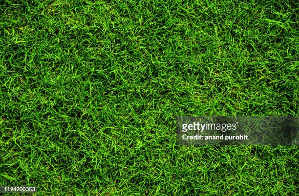 full frame shot of grass or lawn texture - ansicht von oben stock-fotos und bilder