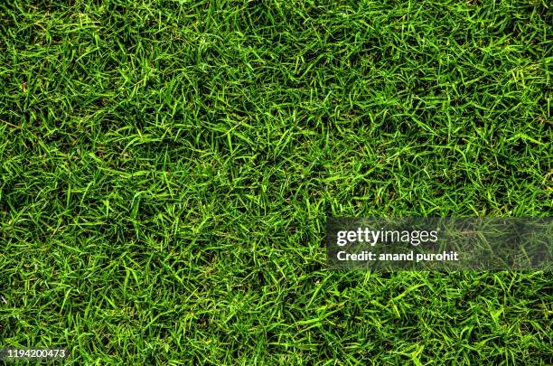 Plan View Rural Texture 195 Grass Texture Plan View Stock Photos, High-Res Pictures, and Images ...