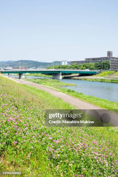 early summer view of kamo river, kyoto city - rivier gras oever stockfoto's en -beelden