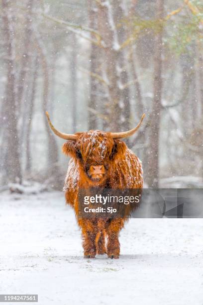 portrait of a scottish highland cow in the snow - animal stock pictures, royalty-free photos & images