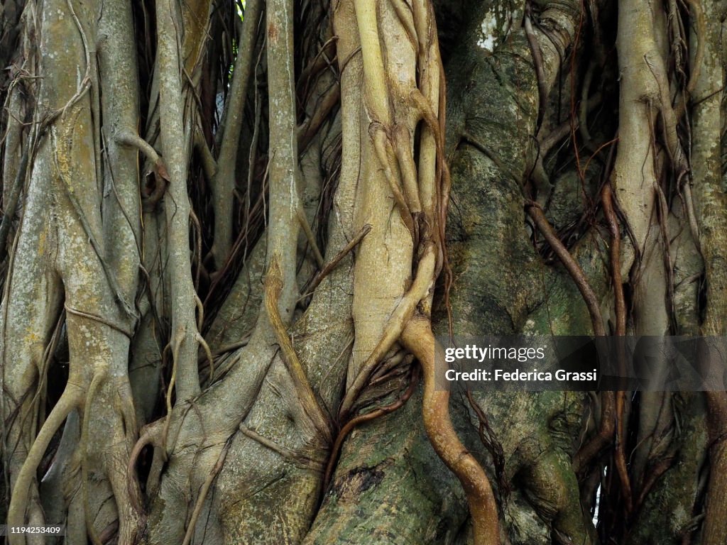 Tangles Prop Roots Tangled Aerial Roots Of Banyan Tree On Fihalhohi Island Maldives High ...