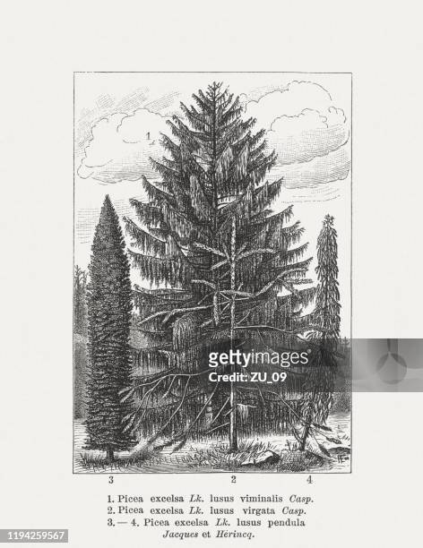 spruce forms, wood engraving, published in 1900 - spruce stock illustrations