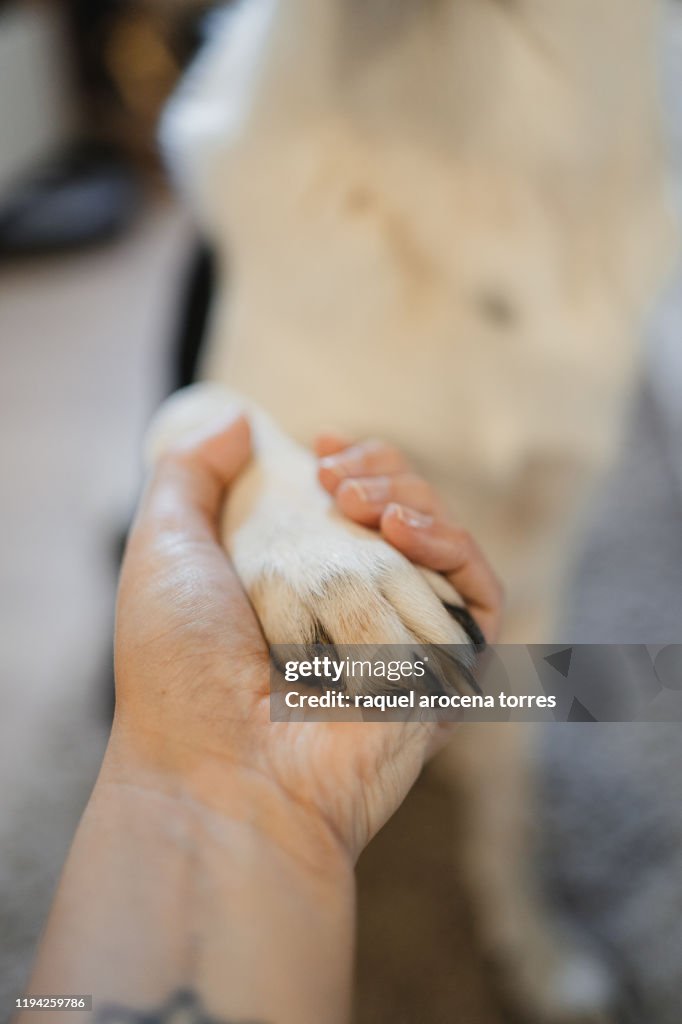 Dog and human shaking hands
