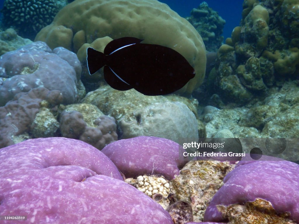 Black Triggerfish or Black Durgon (Melichthys niger), Fihalhohi Island, Maldives