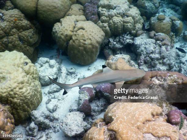 blacktip reef shark, fihalhohi island, maldives - blacktip reef shark stock-fotos und bilder