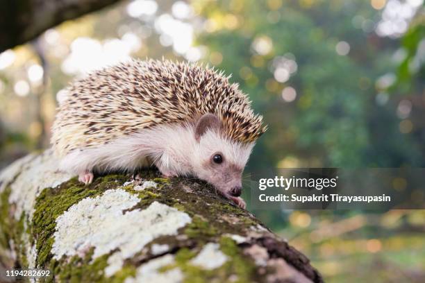 a hedgehog perched on a branch - istrice foto e immagini stock