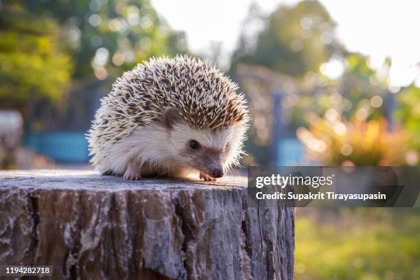 a hedgehog on the stump - hedgehog stock pictures, royalty-free photos & images