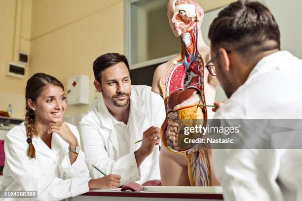 students of medicine examining anatomical model together - female internal organs stock pictures, royalty-free photos & images