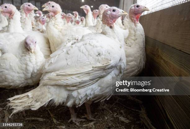 turkey's inside a barn - laying egg stock pictures, royalty-free photos & images