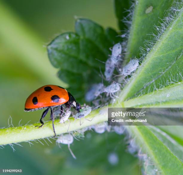 ladybird eating aphids - aphid stockfoto's en -beelden