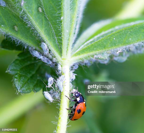 ladybird eating aphids - ladybug aphid stock pictures, royalty-free photos & images