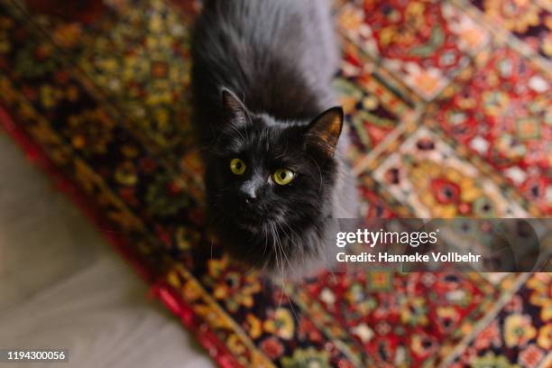 black cat standing on persian carpet looking up - perzisch tapijt stockfoto's en -beelden