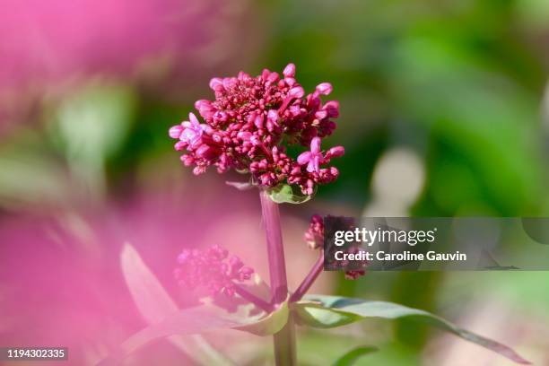 the valerian - valeriana officinalis stock pictures, royalty-free photos & images