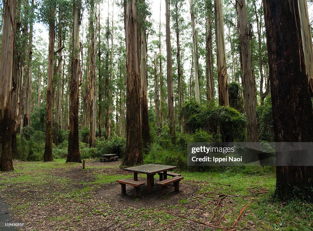 Picnic spot in gum tree forest, Australia