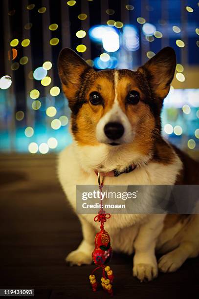 dog with  good luck charm - chinese collar stockfoto's en -beelden