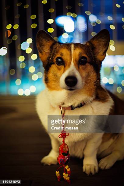 dog with  good luck charm - chinese new year dog stock pictures, royalty-free photos & images