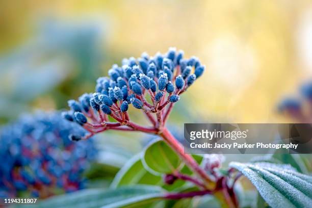 close-up image of blue frosted berries of viburnham davidii in a winter garden - viburnum stock pictures, royalty-free photos & images