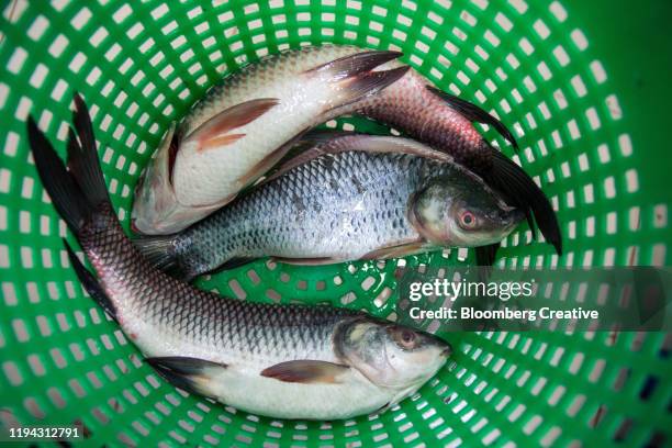 farmed fish in a green plastic basket - catch of fish stock pictures, royalty-free photos & images