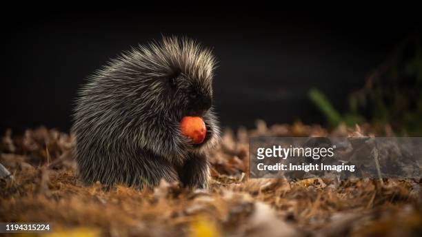 hungry porcupine - porcupine stockfoto's en -beelden