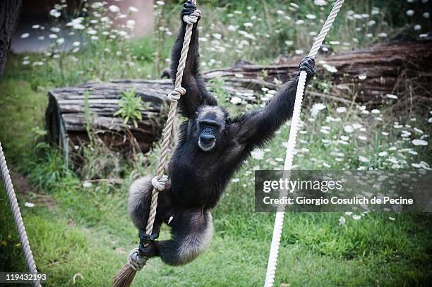Monkey Rope Rescue Monkey Rope Photos and Premium High Res Pictures - Getty Images