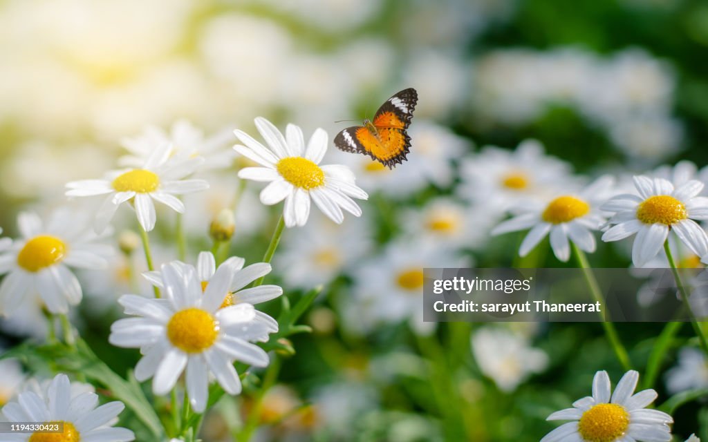 The yellow orange butterfly is on the white pink flowers in the green grass fields