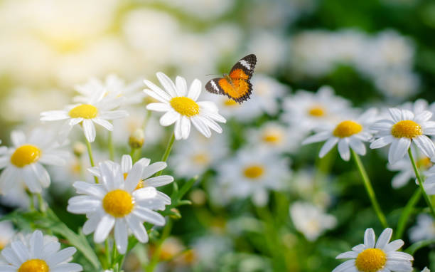 the yellow orange butterfly is on the white pink flowers in the green grass fields - spring landscape stock pictures, royalty-free photos & images