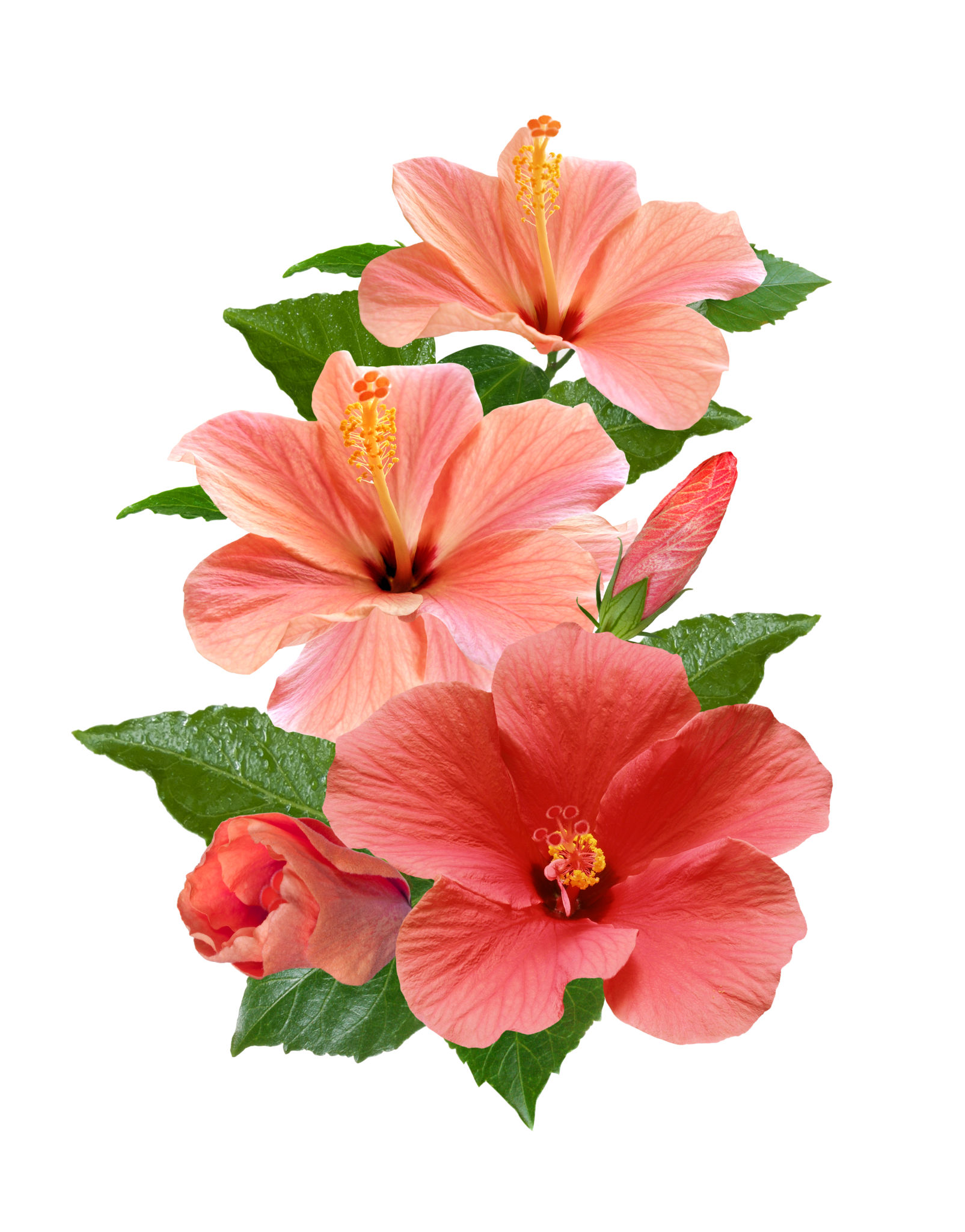 tropical flowers