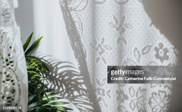 house plant and curtain - interiors with plants and sun stock pictures, royalty-free photos & images