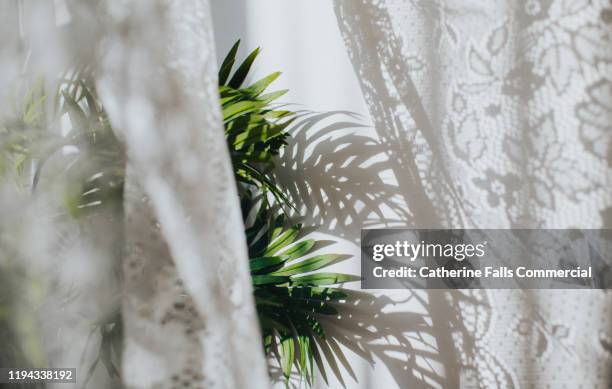 house plant and curtain - curtain blowing stock pictures, royalty-free photos & images