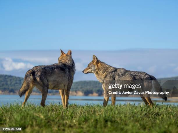 two iberian woves - wolf back photos et images de collection