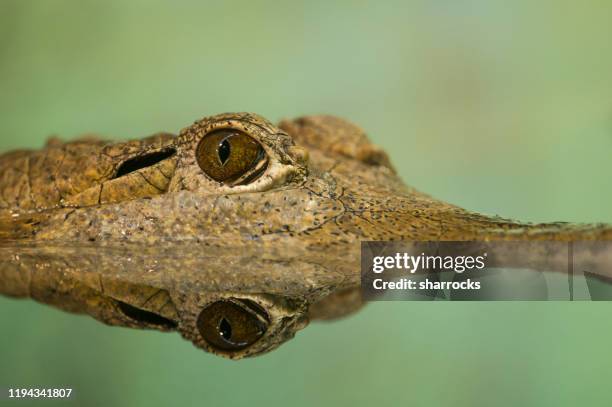 australisches süßwasserkrokodil - northern territory stock-fotos und bilder