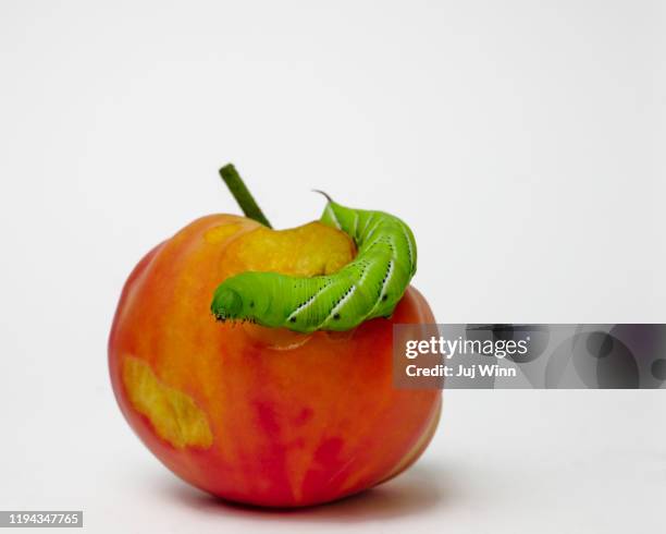 caterpillar on tomato plant - hawk moth stock pictures, royalty-free photos & images