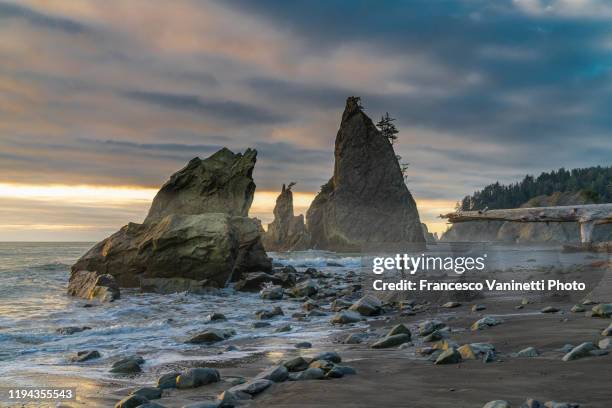 man on rialto beach, forks, washington, usa. - olympic peninsula foto e immagini stock