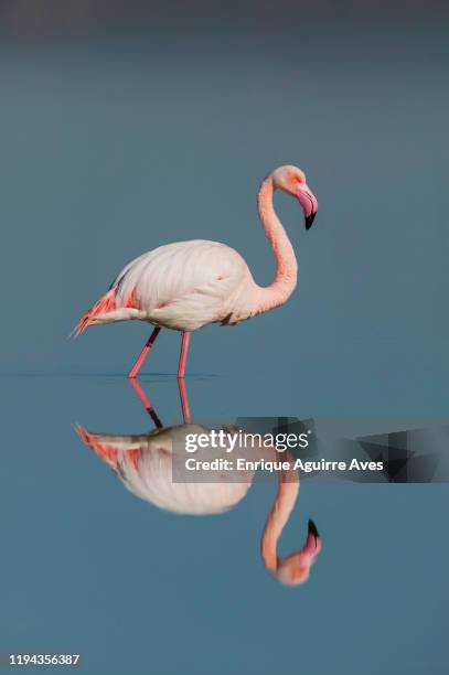 greater flamingo (phoenicopterus roseus) - fuente de piedra stock pictures, royalty-free photos & images