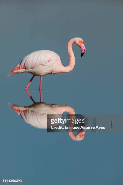 greater flamingo (phoenicopterus roseus) - fuente de piedra stock pictures, royalty-free photos & images