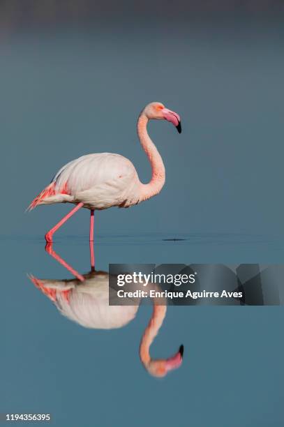 greater flamingo (phoenicopterus roseus) - fuente de piedra stock pictures, royalty-free photos & images