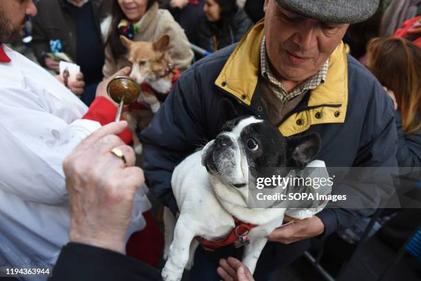 Dog reacts to the priest blessing it during the Saint Anthony's day in Madrid. During Saint Anthonys day , thousands of people bring their pets to...