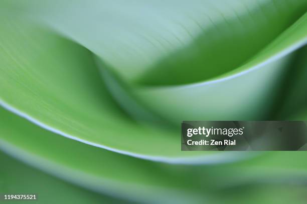 green tropical leaf abstract with selective focused on leaf edges #7 - nature abstract stock-fotos und bilder