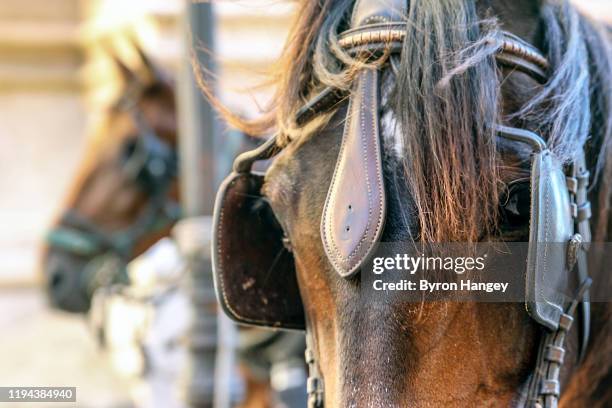 horses with blinders - blinder stock pictures, royalty-free photos & images