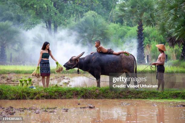 young girl peasant planting farming agriculture on farmland,traditional life of famer in countryside thailand. - bufalo indiano foto e immagini stock