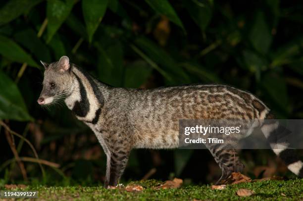 large indian civet in the jungle, night photography - gato civeta fotografías e imágenes de stock