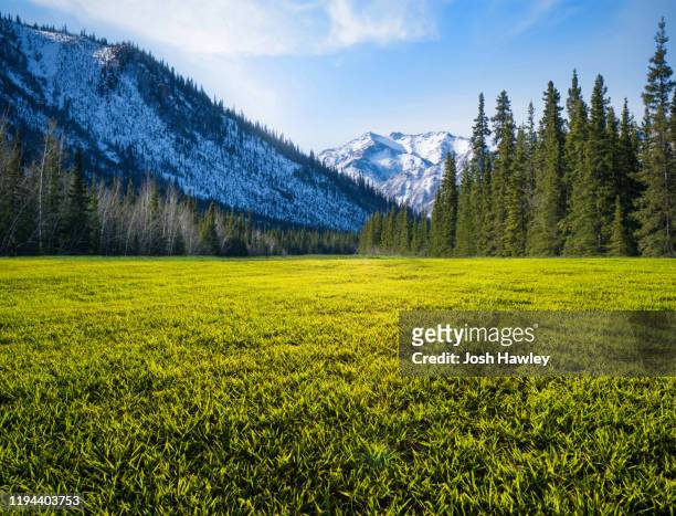 green grassland with snow mountain background - snow on grass stock pictures, royalty-free photos & images