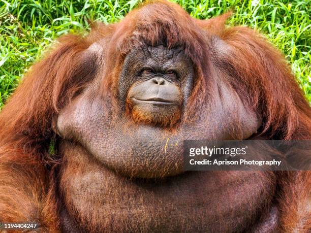 portrait of orang utan sitting on land - orangutan in jakarta stock pictures, royalty-free photos & images