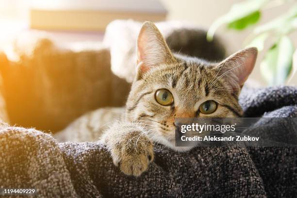 domestic cat lies in a basket with a knitted blanket, looking at the camera. tinted photo. - 家貓 個照片及圖片檔