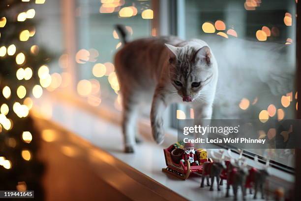 Cat next to Christmas tree and toy Santa