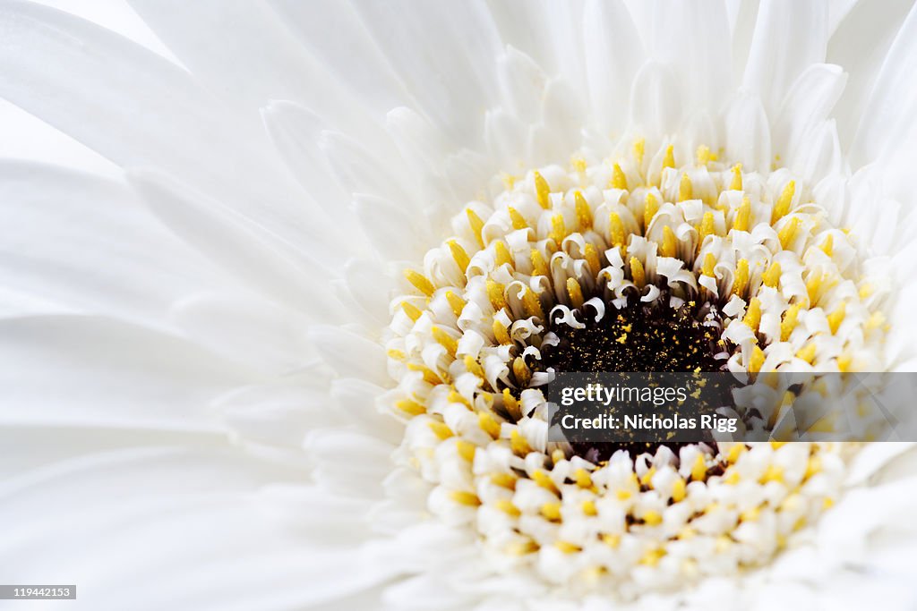 Gerbera flower