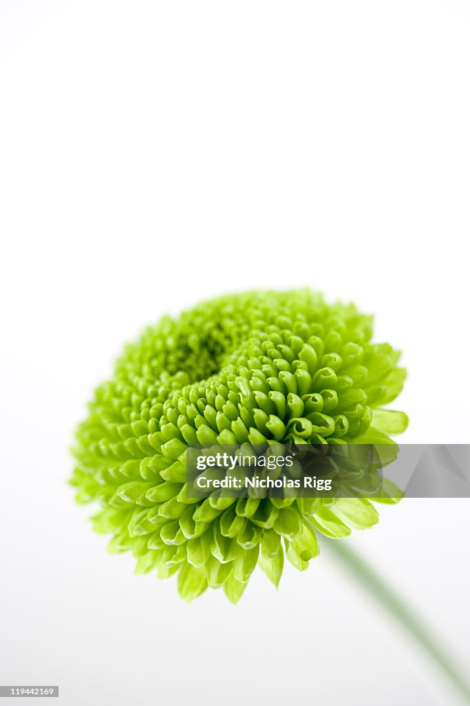 Chrysanthemum flower